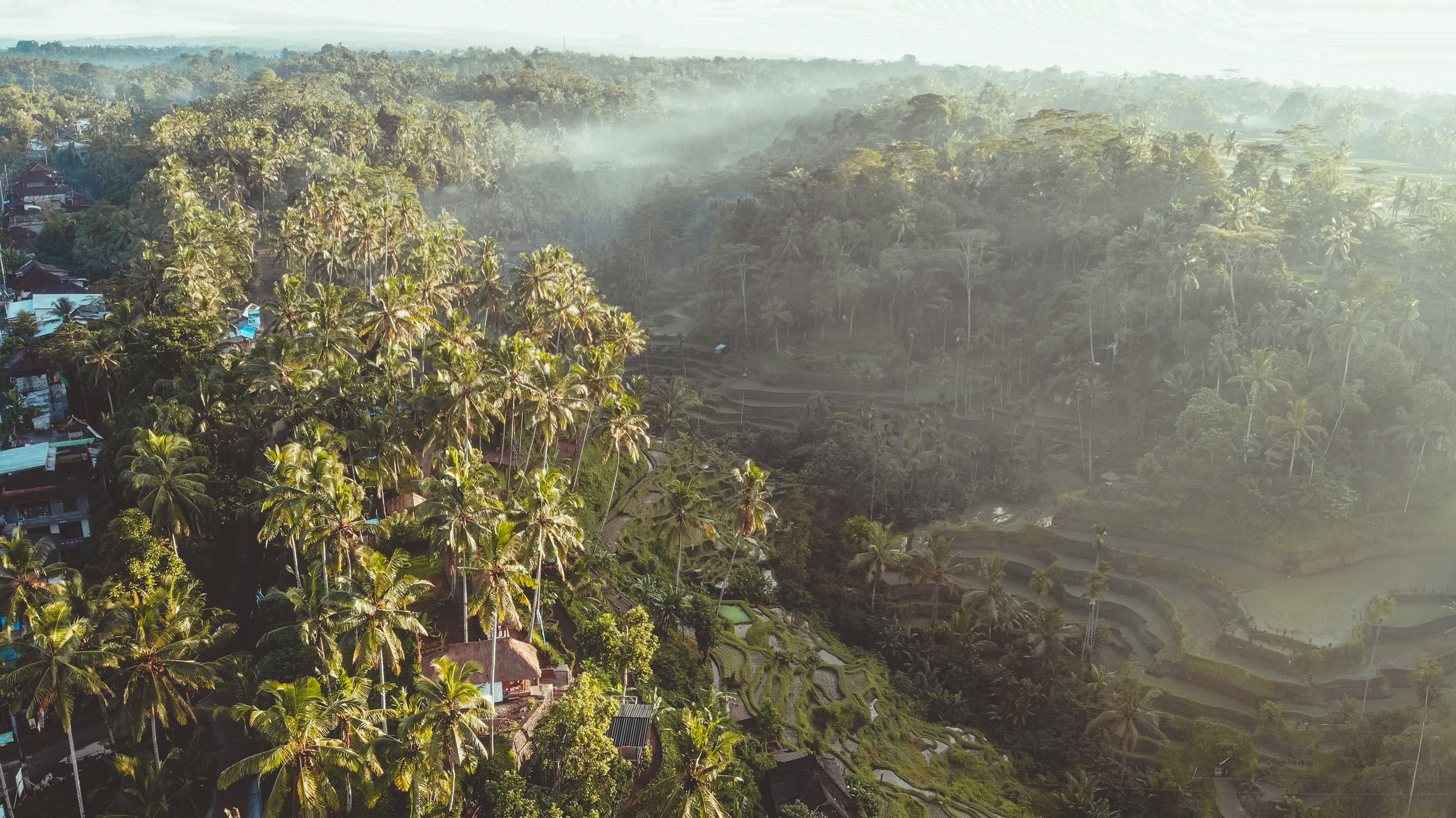 Counting Trees in the Hopes of Managing Forests –  Technological solutions to palm oil deforestation?