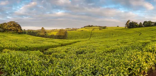 Insecure work: rethinking precarity through Kenya’s tea plantations